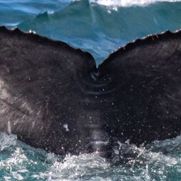 Fluke of 2022-2023 calf of CRC-17969