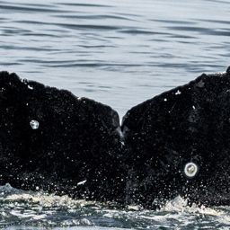 Fluke of CRC-21152
