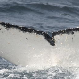 Fluke of HW-MN0802602