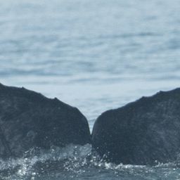 Fluke of 2022-2023 calf of CRC-10995