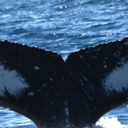 Fluke of UABCS-MN-23B5212