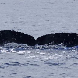 Fluke of PWF-NP_6565