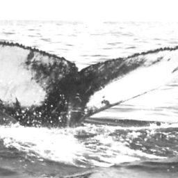 Fluke of NA-9980
