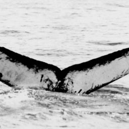 Fluke of NA-7187