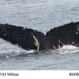 Fluke of Willow