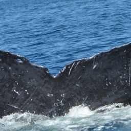 Fluke of UABCS-MN-19B5008