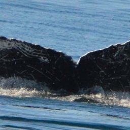 Fluke of UABCS-MN-19B5040