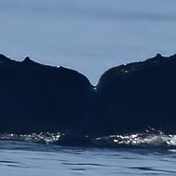 Fluke of Shearwater