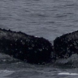 Fluke of CRC-21652