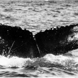Fluke of NA-7247