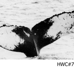 Fluke of NA-7212