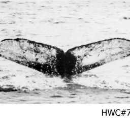 Fluke of NA-7221