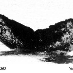 Fluke of NA-7362