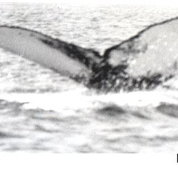 Fluke of NA-7253