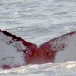 Fluke of NA-7219