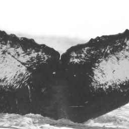 Fluke of CRC-15866