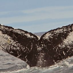Fluke of NA-7240