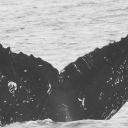 Fluke of CRC-11355