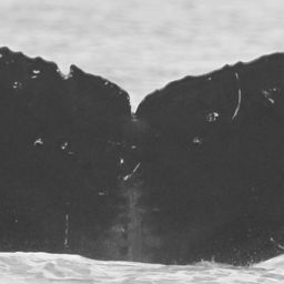 Fluke of CRC-15831