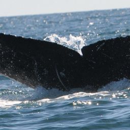 Fluke of UABCS-MN5-11B0982