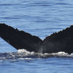 Fluke of AWF-KFA-20230823-022