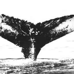Fluke of NA-7525