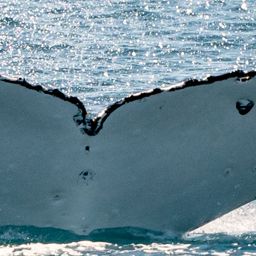 Fluke of HW-MN1106036