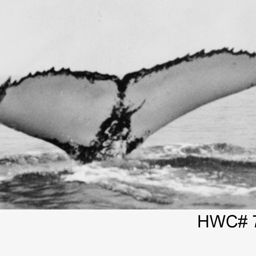 Fluke of NA-7185