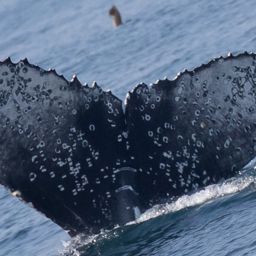 Fluke of 2022-2023 calf of CRC-10573