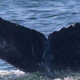 Fluke of 2022-2023 calf of CRC-15403