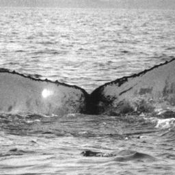 Fluke of NA-7533