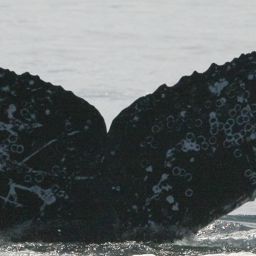 Fluke of HW-MN0802646