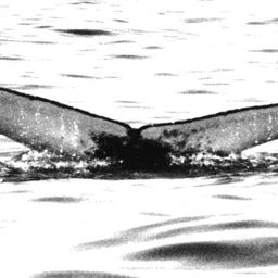 Fluke of NA-7418