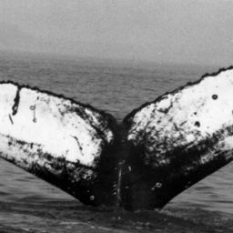 Fluke of NA-7142