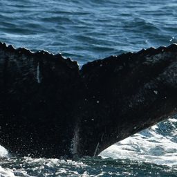 Fluke of Shady