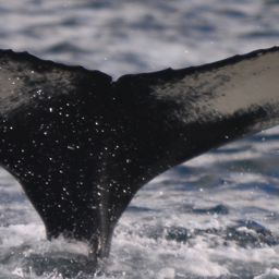 Fluke of Glacier