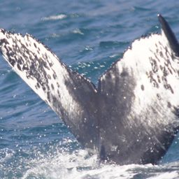 Fluke of HW-MN0103257