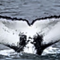 Fluke of HW-MN0103277