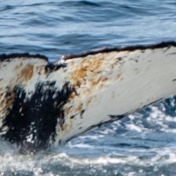 Fluke of HW-MN0103279