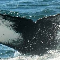 Fluke of HW-MN0103281