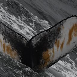 Fluke of Flukaccia