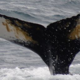 Fluke of Sterre