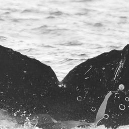 Fluke of CRC-14070