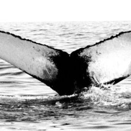 Fluke of NA-7455