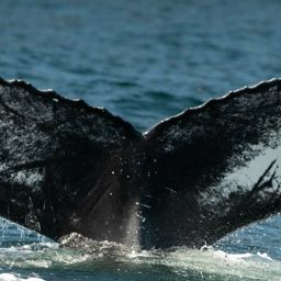 Fluke of HW-MN0103328