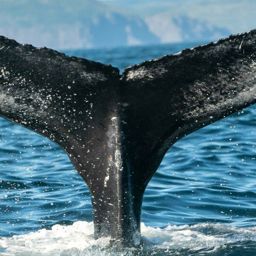 Fluke of HW-MN0103329