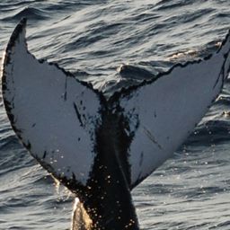 Fluke of NA-7456