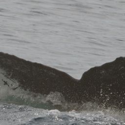Fluke of HW-MN0103346