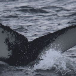 Fluke of HW-MN0103364