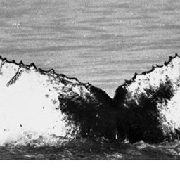 Fluke of NA-7310